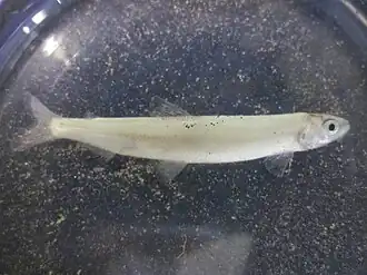 Amerikaanse spiering