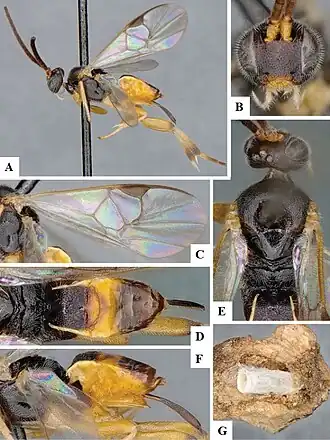 Hypomicrogaster ecdytolophae