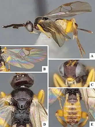 Hypomicrogaster zonaria