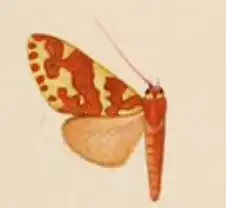 Hyponerita lavinia