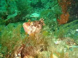 Hypoplectrodes nigroruber