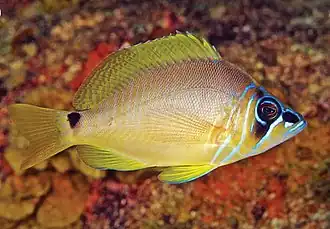 Hypoplectrus castroaguirrei