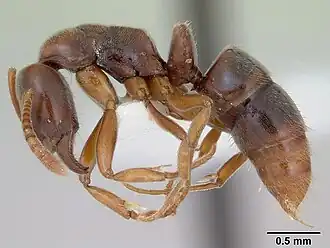 Hypoponera argentina