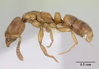 Hypoponera beebei