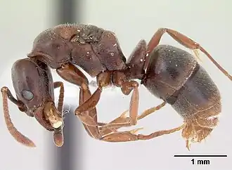 Hypoponera distinguenda