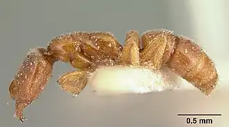 Hypoponera grandidieri