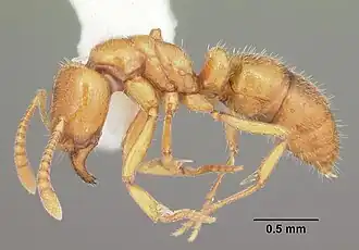 Hypoponera inexorata