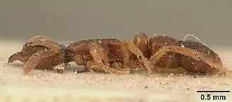 Hypoponera madecassa