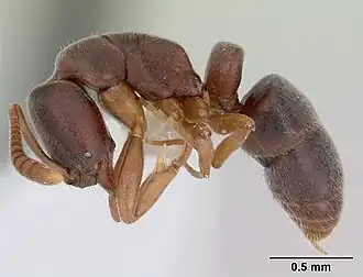 Hypoponera opaciceps