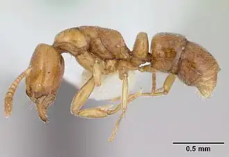 Hypoponera reichenspergeri