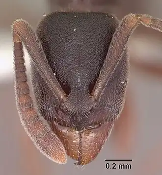Hypoponera transvaalensis