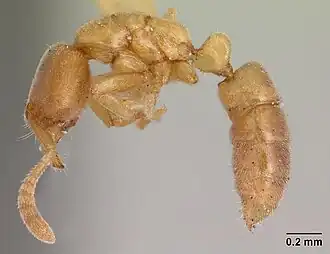 Hypoponera zwaluwenburgi