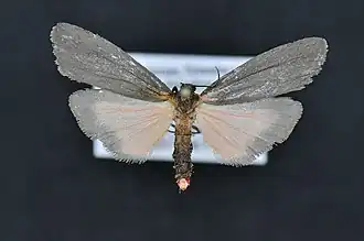 Hypoprepia inculta