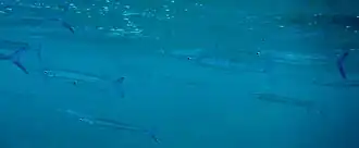 Hyporhamphus affinis