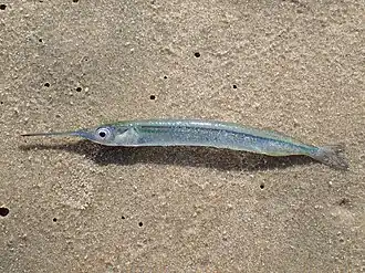 Hyporhamphus picarti