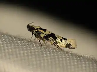 Hyposmocoma alliterata