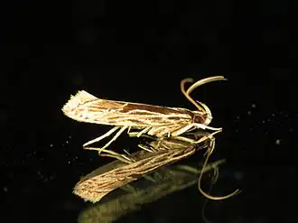 Hyposmocoma fractistriata