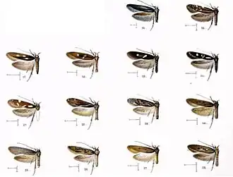 Hyposmocoma ocellata