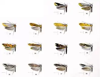 Hyposmocoma impunctata