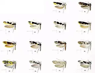 Hyposmocoma progressa