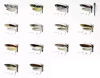 Hyposmocoma schismatica