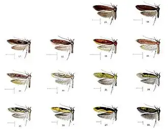 Hyposmocoma sideritis