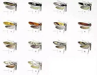 Hyposmocoma intermixta