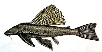 Hypostomus alatus