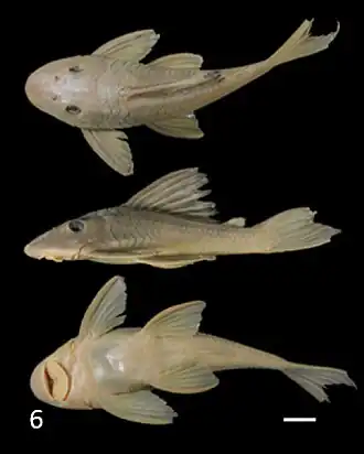 Hypostomus regani