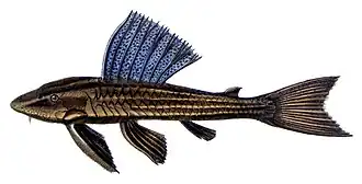 Hypostomus subcarinatus