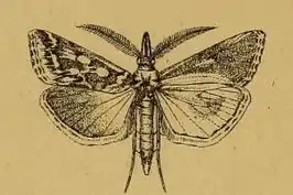 Hypotia concatenalis