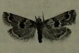 Hypotia muscosalis