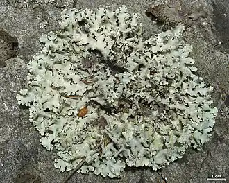 Grofgebogen schildmos