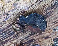 Dwarsdoorsnede stroma met aan de buitenkant de peritheciën van de gladde kogelzwam