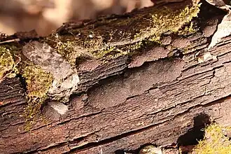 Blozende korstkogelzwam