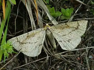 Hypoxystis pluviaria