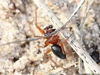 Jacksons dubbelkopje