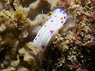 Hypselodoris capensis
