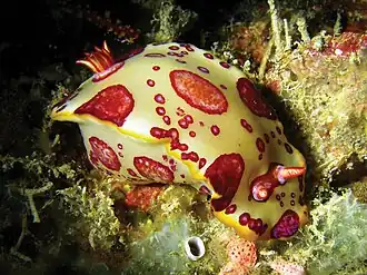 Hypselodoris dollfusi