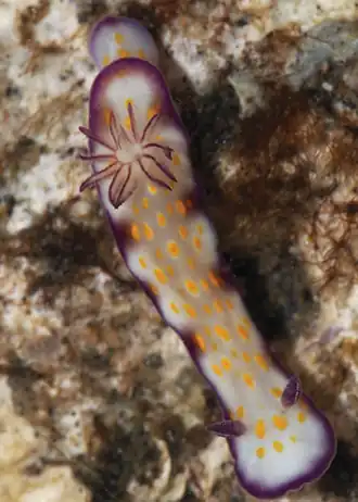 Hypselodoris ghardaqana