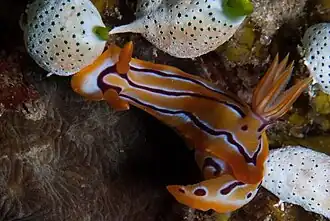 Hypselodoris regina