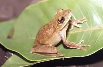 Hypsiboas albopunctatus