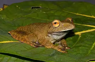 Hypsiboas boans