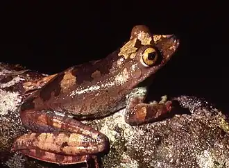 Hypsiboas boans
