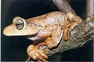 Hypsiboas faber