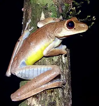 Hypsiboas faber