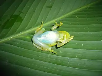 Hypsiboas punctatus