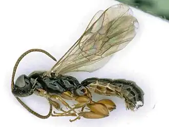 Hypsicera
