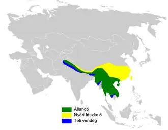 Himalayaanse zwarte buulbuul