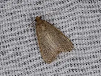 Hypsopygia helenensis